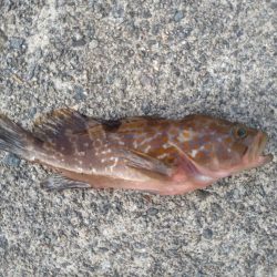 根魚狙い